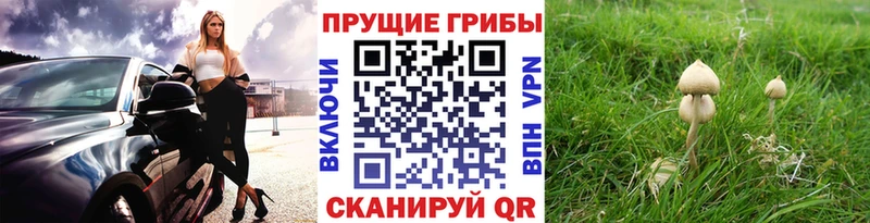где найти   Ивдель  Псилоцибиновые грибы мицелий 